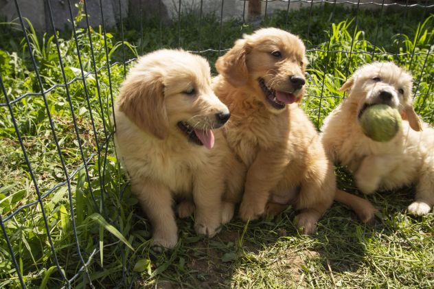GOLDEN RETRIEVER CUCCIOLI - Foto 2
