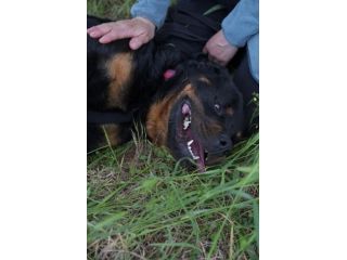 Jane una cagnolina molto affettuosa