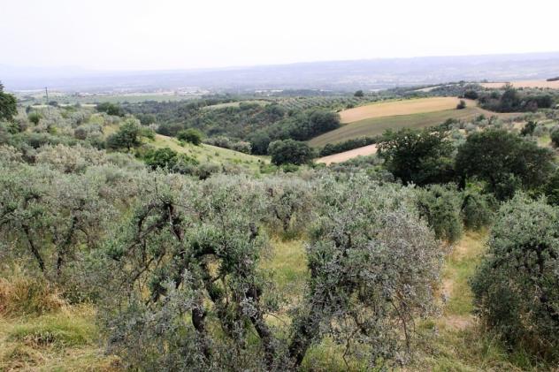 Montecchio - Vendesi terreno agricolo con annesso da recuperare per uso abitativo in una frazione del comune di Montecchio - Foto 2