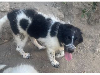 Zorro cucciolo