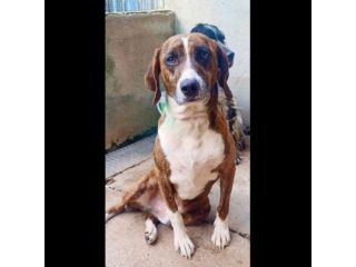 AKY E LA SUA STORIA CAGNOLINO IN ADOZIONE