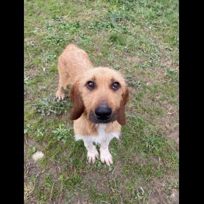 CHESTER SIMIL SPINOCINO CANE IN ADOZIONE TG MEDIO CONTENUTA - Foto 9