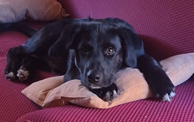Milo cucciolo