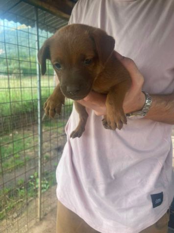 Cosimino cucciolo - Foto 4