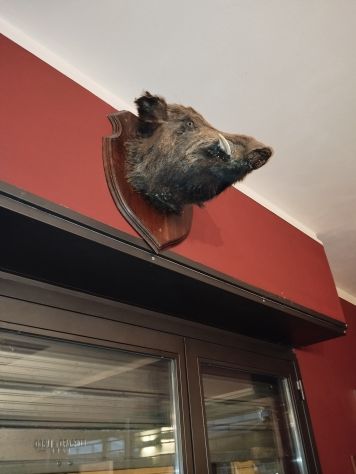 Bellissima Testa di cinghiale - Foto 4