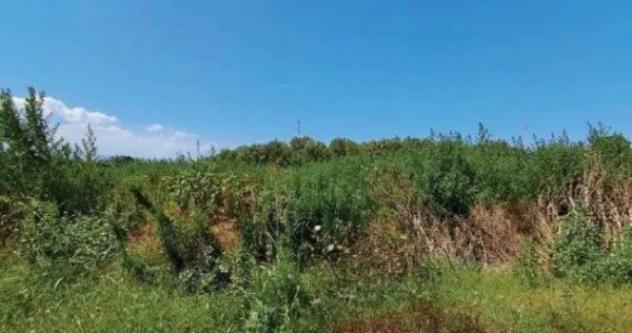 Immobile in asta di 403360 m² in vendita a Cittanova - Foto 13