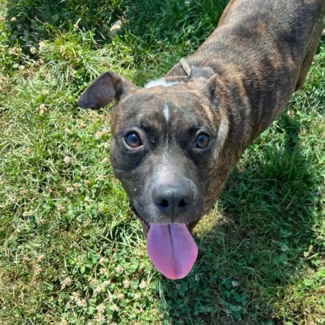 ZOE simil STAFFORDSHIRE BULL TERRIER  cagnolina in adozione TG medio contenuta - Foto 3