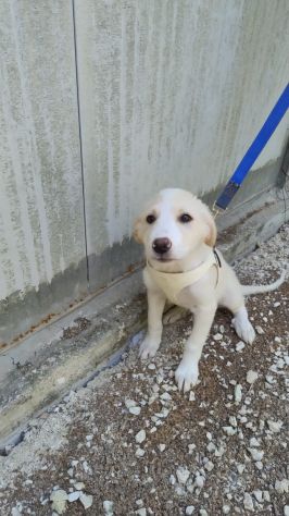 PUPA E LYAM, 2 MESI E MEZZO: DUE CANI STUPENDI ANCORA IN CANILE!! - Foto 4