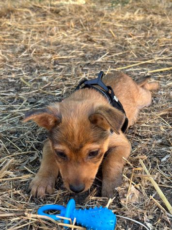 Meraviglioso cucciolo taglia piccola! - Foto 5