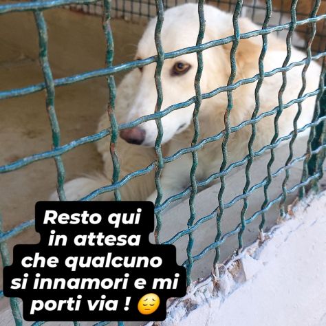 DALILA TENERISSIMA CANE IN ADOZIONE - Foto 9