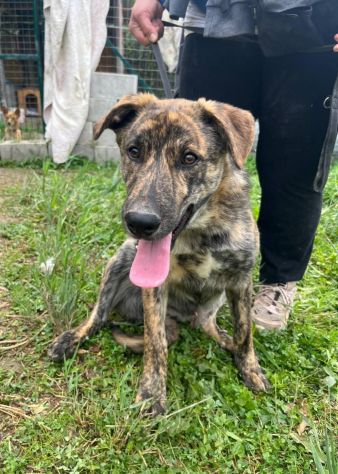 UGO PER GLI AMICI UGHINO DOLCISSIMO MIX HUSKY GIOVANE CANE IN ADOZIONE - Foto 4