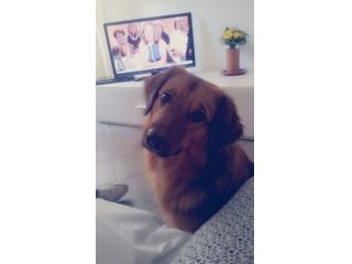 AMOS, stupendo cucciolotto