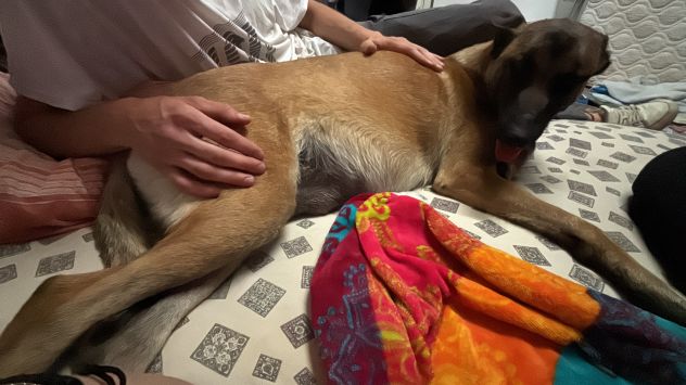 Cuccioli di Pastore belga Malinois - Foto 2
