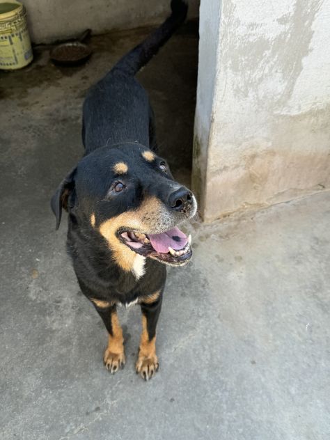 MARLEY - simil rottweiler di 13 anni - Foto 5