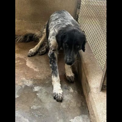 PROCOPIA, UN'OCCASIONE DI VITA, CAGNOLINA IN ADOZIONE - Foto 9