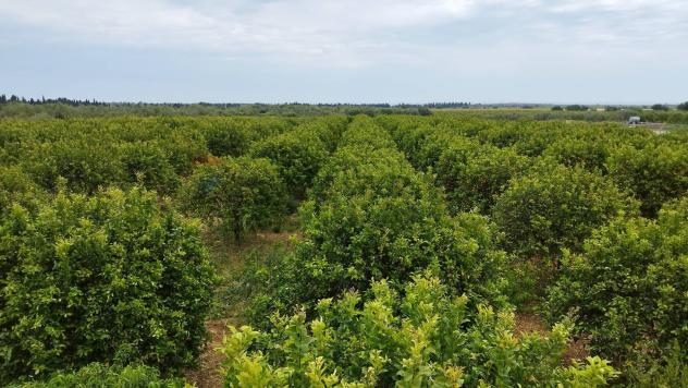 immagine annuncio 0 di 1