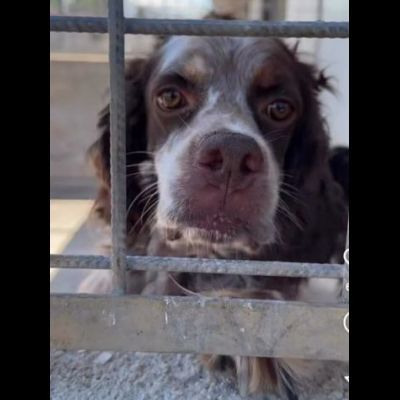 FRODO CACCIATORE DI COCCOLE, SRINGER SPANIEL, CAGNOLINO IN ADOZIONE, 15 kg