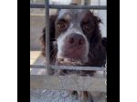 FRODO CACCIATORE DI COCCOLE,  SRINGER SPANIEL, CAGNOLINO IN ADOZIONE, 15 kg