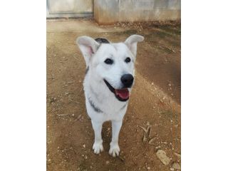Oscar bellissimo mix husky in adozione