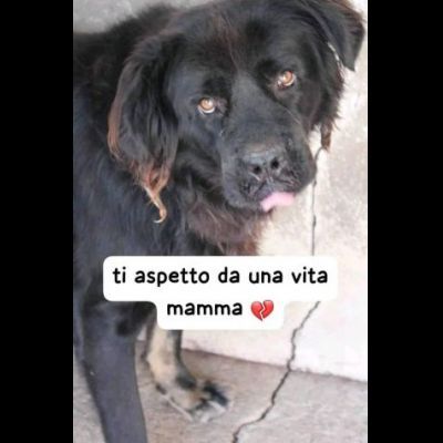 BLACKY TANTO BUONO, CANE IN ADOZIONE