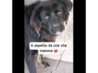 BLACKY TANTO BUONO, CANE IN ADOZIONE