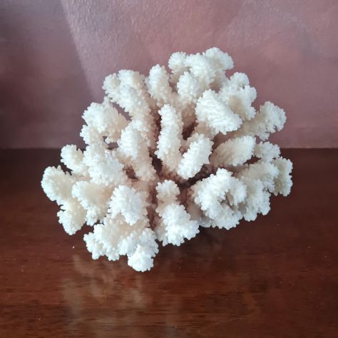 Corallo Bianco vintage soprammobile da collezione.