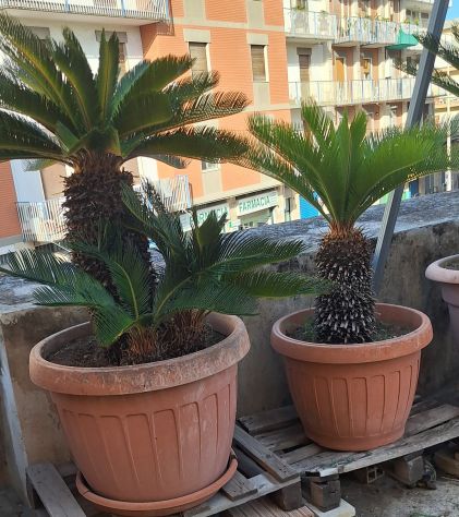 Cycas affare - Foto 6