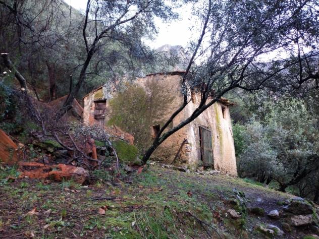 Collina di Camaiore vendesi oliveto con annesso agricolo - Foto 2