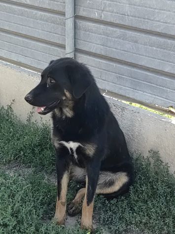 Sissy: cucciolona taglia grande socievole - Foto 2