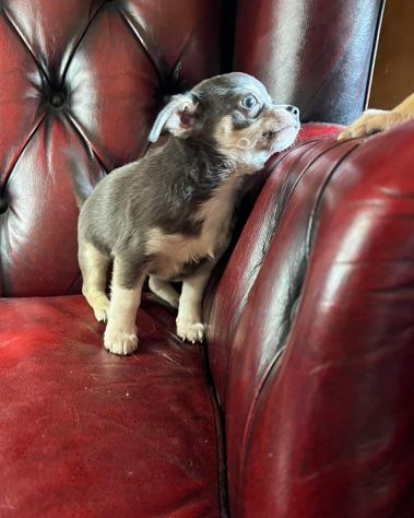 Cuccioli di chihuahua Maschio