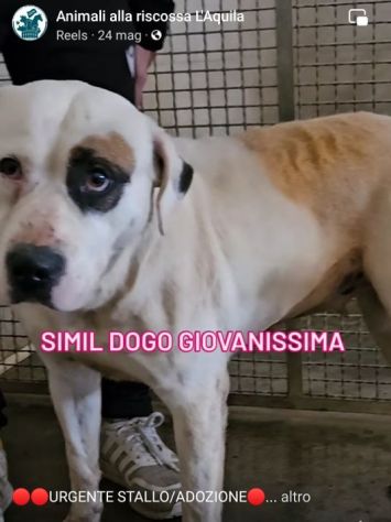 BLOOM AFFETTUOSA CAGNOLONA IN ADOZIONE - Foto 8