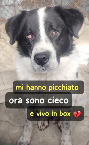 ANDREA 4 ANNI 30 KG - Foto 2