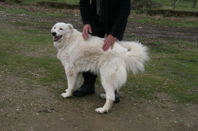 BIANCA, dolcissima maremmana - Foto 2