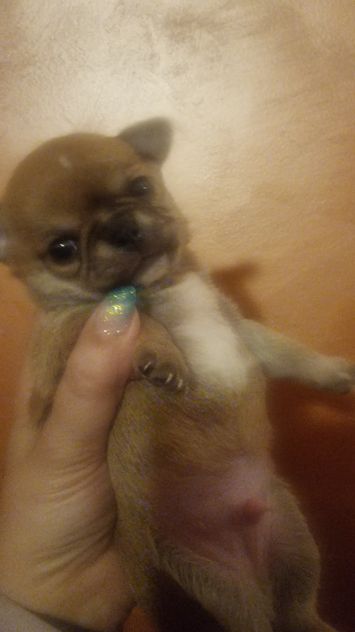 Chihuahua toy