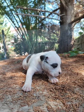 Cucciola Amstaff con pedigree ENCI - Foto 5