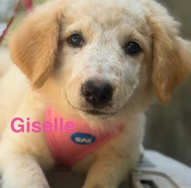 Cuccioli di due mesi in cerca di adozione - Foto 4