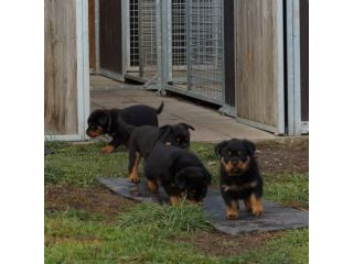 Cuccioli di Rottweiler addestrati