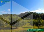 Terreno edif. residenziale in vendita a Chiecinella - Palaia 4000 mq  Rif:  &hellip;