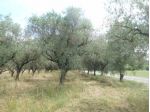 2065/MARZANELLO Terreno in DP di mq 3.300 sulla via Patenara a Marzanello,  &hellip;