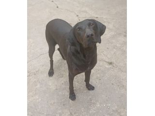 Giuditta