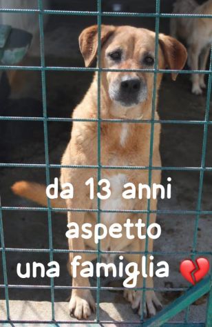 MARLEY 13 ANNI taglia media