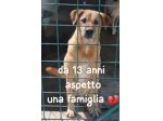 MARLEY 13 ANNI taglia media