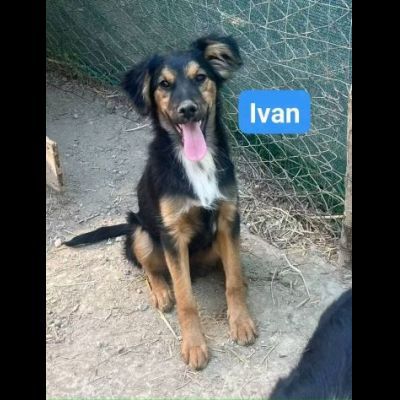 CUCCIOLI IN ADOZIONE - Foto 9
