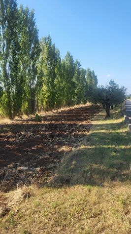 TERRENO AGRICOLO RIF. T1/2494 - Foto 8