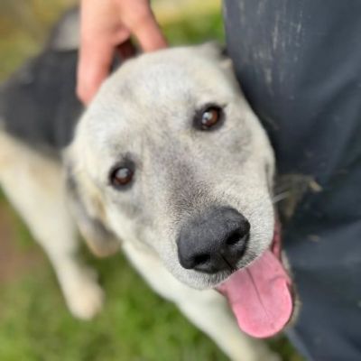 JAZZ AMOREVOLE CANE IN ADOZIONE - Foto 2
