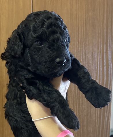 Barboncino nano maschio nero