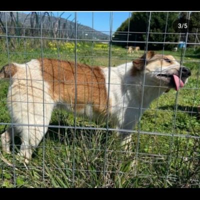 ELVIS E COOKIE CAGNOLINI IN ADOZIONE - Foto 8
