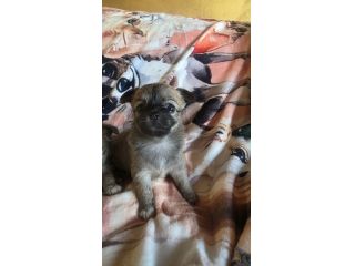 Chihuahua cuccioli toy