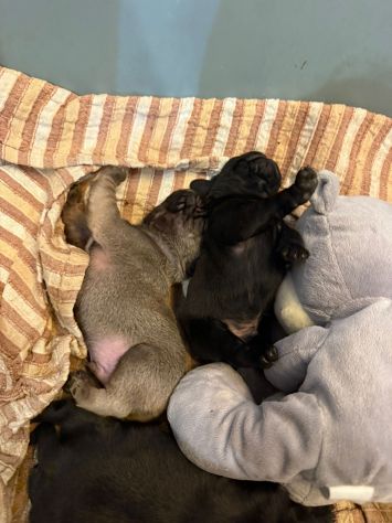 Cuccioli maschietti di Carlino - Foto 5
