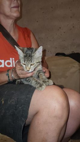 3micini quasi 3mesi tigrati vivono in 1stanza.CALABRIA - Foto 2